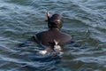 Diver in the sea