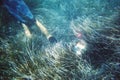 Diver in the sea grass Royalty Free Stock Photo