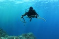 Diver sea snake nderwater diving picture ocean