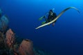 Diver sea snake nderwater diving picture ocean