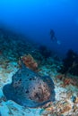 Diver with sting ray Royalty Free Stock Photo