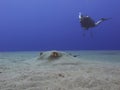 Diver and Stingray