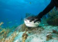 Diver strokes a tiger hark.