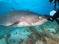 Diver strokes a tiger shark. Royalty Free Stock Photo