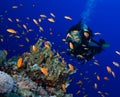 Scuba diving in the southern Red Sea, Egypt