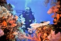 Diver Surveys Truk Lagoon Soft Coral Royalty Free Stock Photo