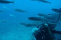 diver swimming among large fish in the blue warm ocean