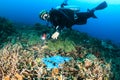 Diver swimming over a discarded plastic bag on a reef