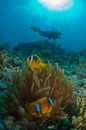 A diver swimming past an anemonefish and its host, Thistlegorm, Egypt Royalty Free Stock Photo