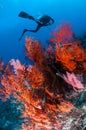 Diver swimming, Sea fan Anella mollis in Gili, Lombok, Nusa Tenggara Barat, Indonesia underwater photo Royalty Free Stock Photo