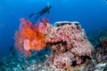 Diver swimming, Sea Fan Anella Mollis in Gili, Lombok, Nusa Tenggara Barat, Indonesia underwater photo Royalty Free Stock Photo