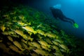 Exploring the underwater world in the Maldives Royalty Free Stock Photo