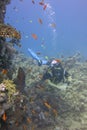 The diver swims around a coral reef with a variety of hard and soft corals in the Red Sea. A colorful underwater world with lots