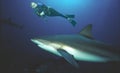A Diver Swims Among Caribbean Reef Sharks Near Roatan, Honduras
