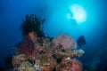 Diver swims near healthy coral