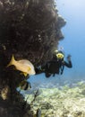 A diver swims out from behind the vertical wall of a coral reef and meets a large fish in the Indian ocean