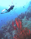 A Diver Swims Over a Colony of Tube Sponges Royalty Free Stock Photo