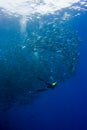 Diver in a swirling jack shoal