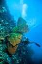 Diver take a photo video upon seafan kapoposang indonesia scuba diving Royalty Free Stock Photo