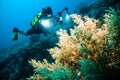 Diver take a video upon coral kapoposang indonesia scuba diving Royalty Free Stock Photo