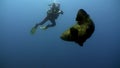 Diver takes pictures Atlantic giant grouper underwater of ocean.