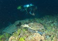 Diver taking photo of sea turtle