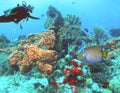 A Diver w/ Puffer & Queen Angelfish & Orange Elephant Ear Sponge Royalty Free Stock Photo