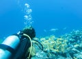 A diver watches the blurred silhouette of a manta ray in the Indian ocean