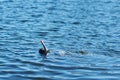 Diver in wet suit with mask and snorkel under water in the lake Royalty Free Stock Photo