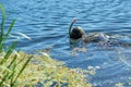 Diver in wet suit with mask and snorkel under water in the lake Royalty Free Stock Photo