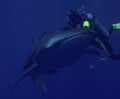 Diver and Whale Shark Royalty Free Stock Photo