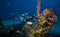 Diver on wrecks in Sint Maarten