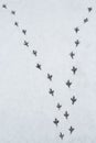 Diverging traces of pigeons on white snow. Two path tracks in different directions. Royalty Free Stock Photo