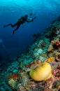 Divers, anemone, clownfish, soft coral in Banda, Indonesia underwater photo