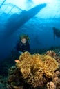 Divers and big anemone near surface Indonesia Sulawesi Royalty Free Stock Photo