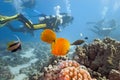 Divers on the coral reef