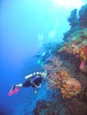 Divers Enjoy a Colorful Coral Reef in the Bahamas