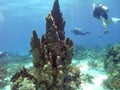 Divers Explore the Reef Surrounding a Pillar Coral