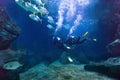 Divers exploring fish underwater in the sea Royalty Free Stock Photo