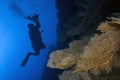 Divers exploring the underwater world of the Red Sea Royalty Free Stock Photo
