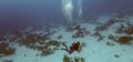 Divers exploring the underwater world of the Red Sea Royalty Free Stock Photo