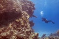 Divers exploring the underwater world of the Red Sea Royalty Free Stock Photo