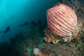 Divers, giant barrel sponge in Ambon, Maluku, Indonesia underwater photo Royalty Free Stock Photo