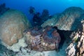 Divers with a Giant Clam