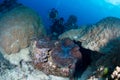 Divers with a Giant Clam