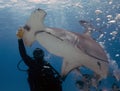 Divers interacting with Great Hammerheads (Sphyrna mokarran) in Bimini