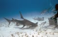 Divers interacting with Great Hammerheads (Sphyrna mokarran) in Bimini