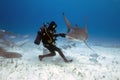 Divers interacting with Great Hammerheads (Sphyrna mokarran) in Bimini