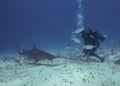 Divers interacting with Great Hammerheads (Sphyrna mokarran) in Bimini