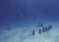 Divers interacting with Great Hammerheads (Sphyrna mokarran) in Bimini